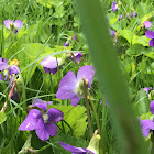 Violets and squirrel