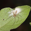 Lynx Spider