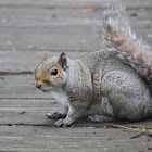 Eastern Gray Squirrel