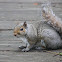 Eastern Gray Squirrel