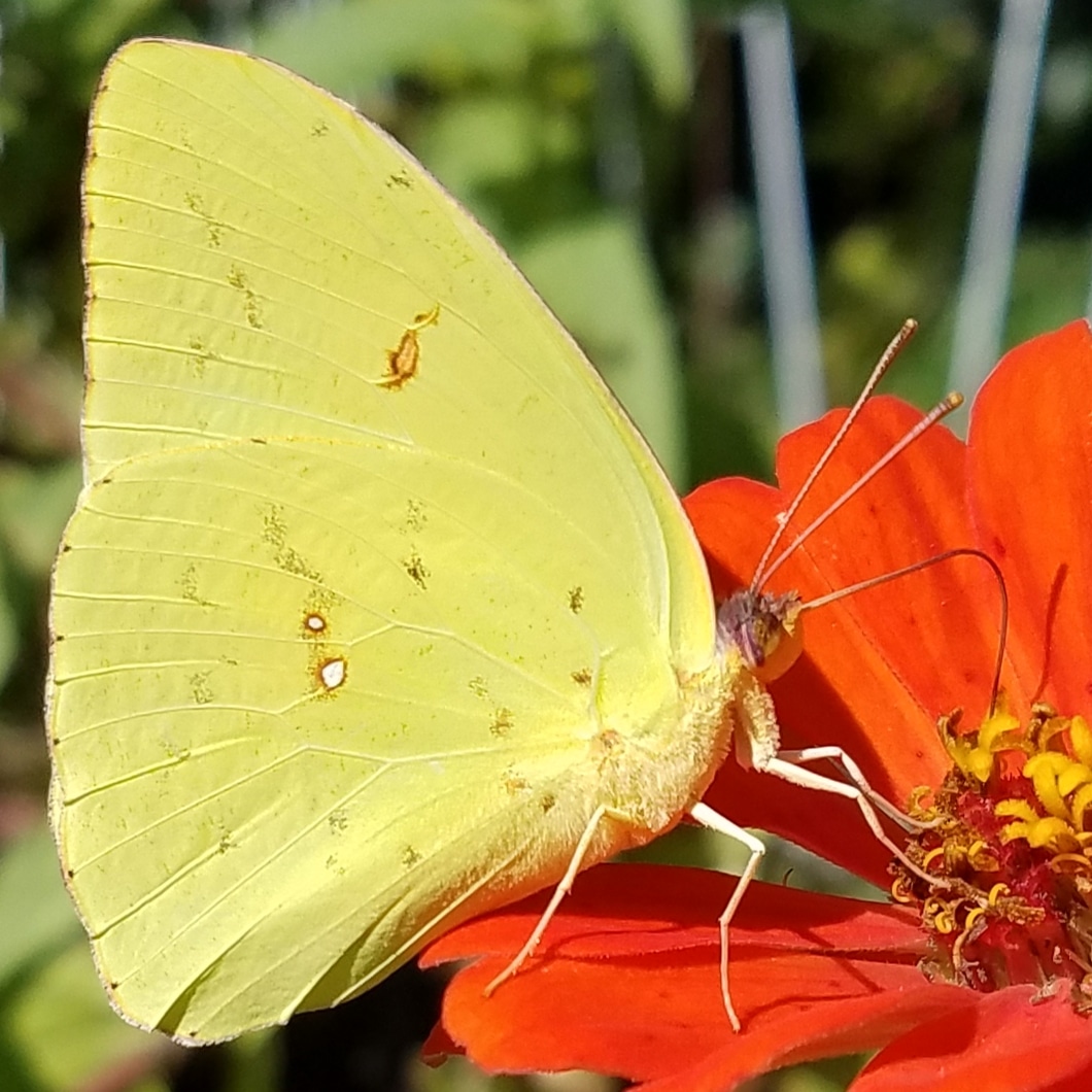 Cloudless Sulfur