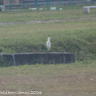 Cattle Egret