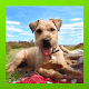 Download Border Terrier Pictures For PC Windows and Mac 1.3