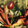 Purple Pitcher Plant