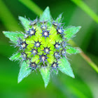 Field scabious; Escabiosa