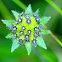 Field scabious; Escabiosa