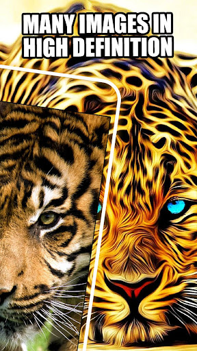 ? Tiger Wallpaper ? - White Tiger Wallpaper HD