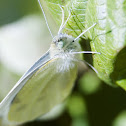 Small Cabbage White