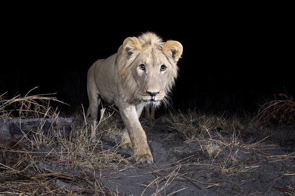 Identificamos fauna silvestre con la ayuda de IA y cámaras de detección de movimiento