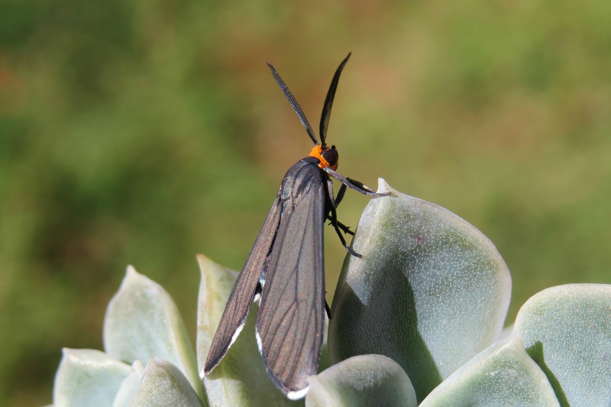 Mariposa