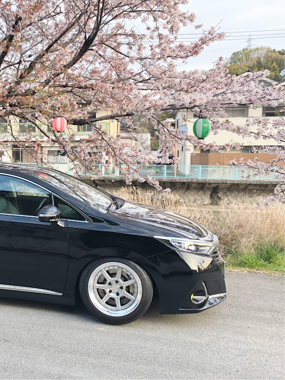 SAIのむっちり倶楽部・タイヤの銘柄が気になるお年頃・ハイグリップタイヤ・桜と愛車・朝桜に関するカスタム事例の投稿画像6枚目