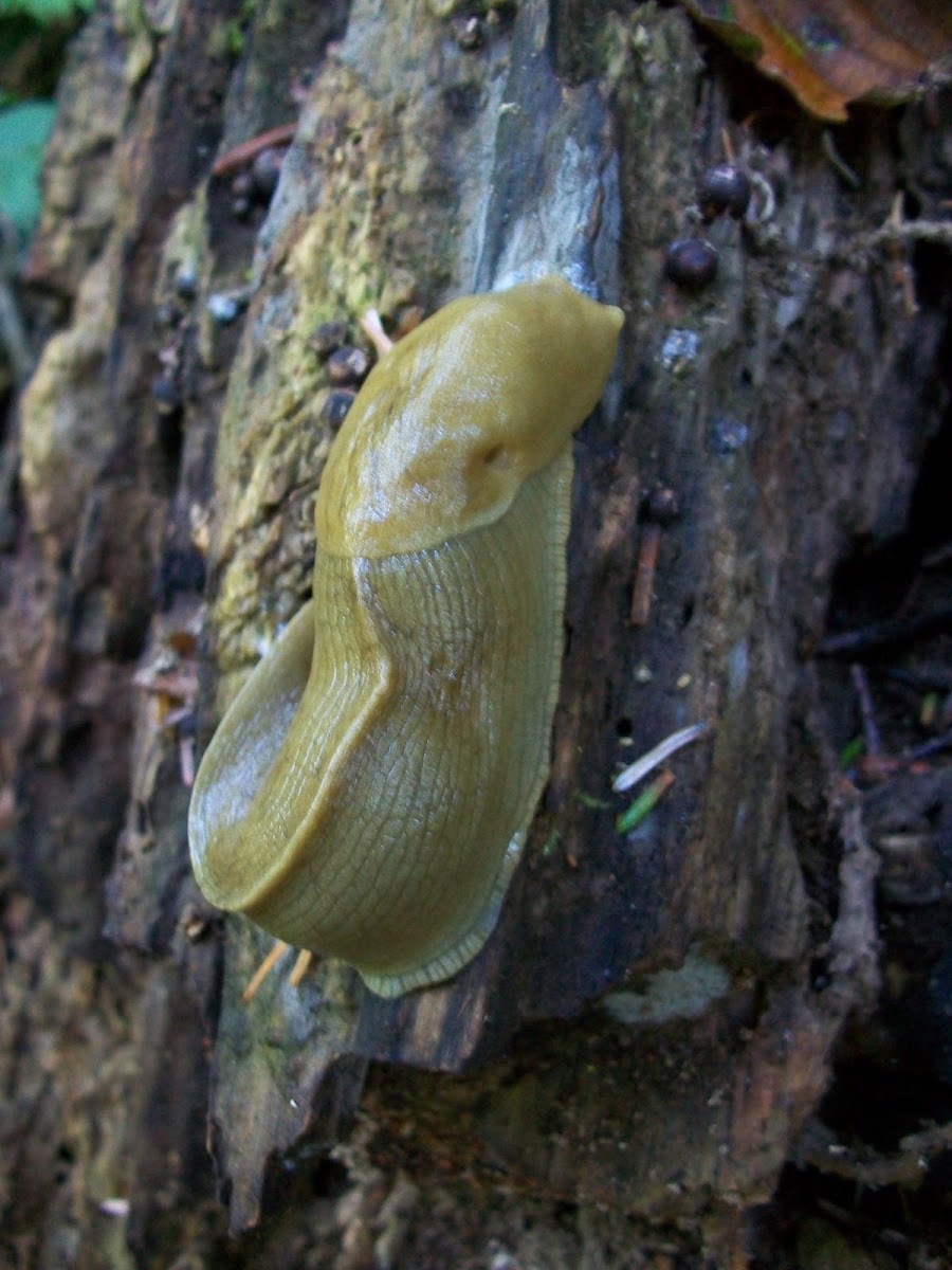 Banana Slug