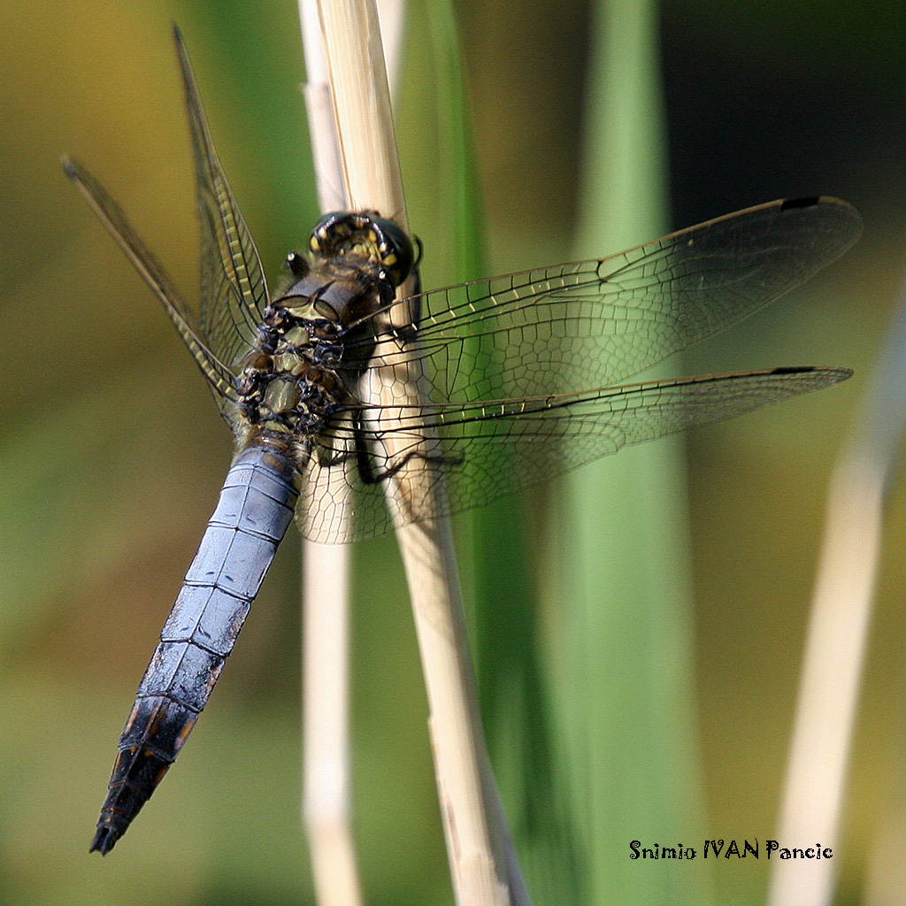 Blackt-tailed Skimmer