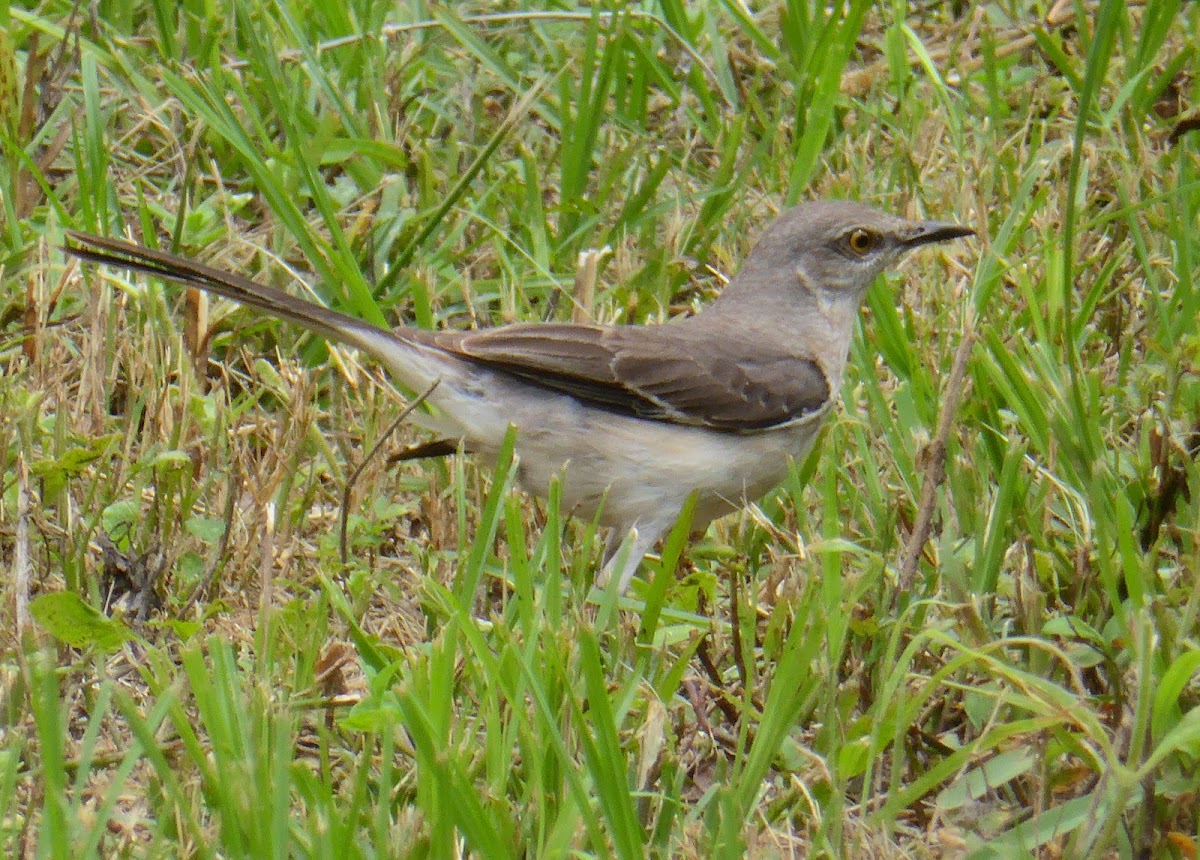 Northern Mockingbird