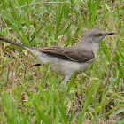 Northern Mockingbird