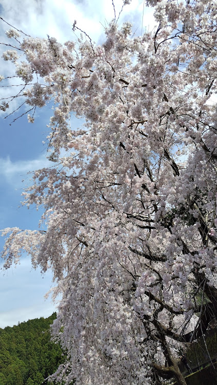 180SXの桜シーズン開幕・サクラと愛車・桜🌸  ①に関するカスタム事例の投稿画像10枚目