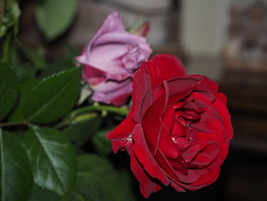 La Rosa rossa di frastebio