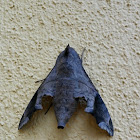 Mournful Sphinx Moth