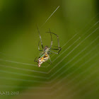 Leucauge decorata