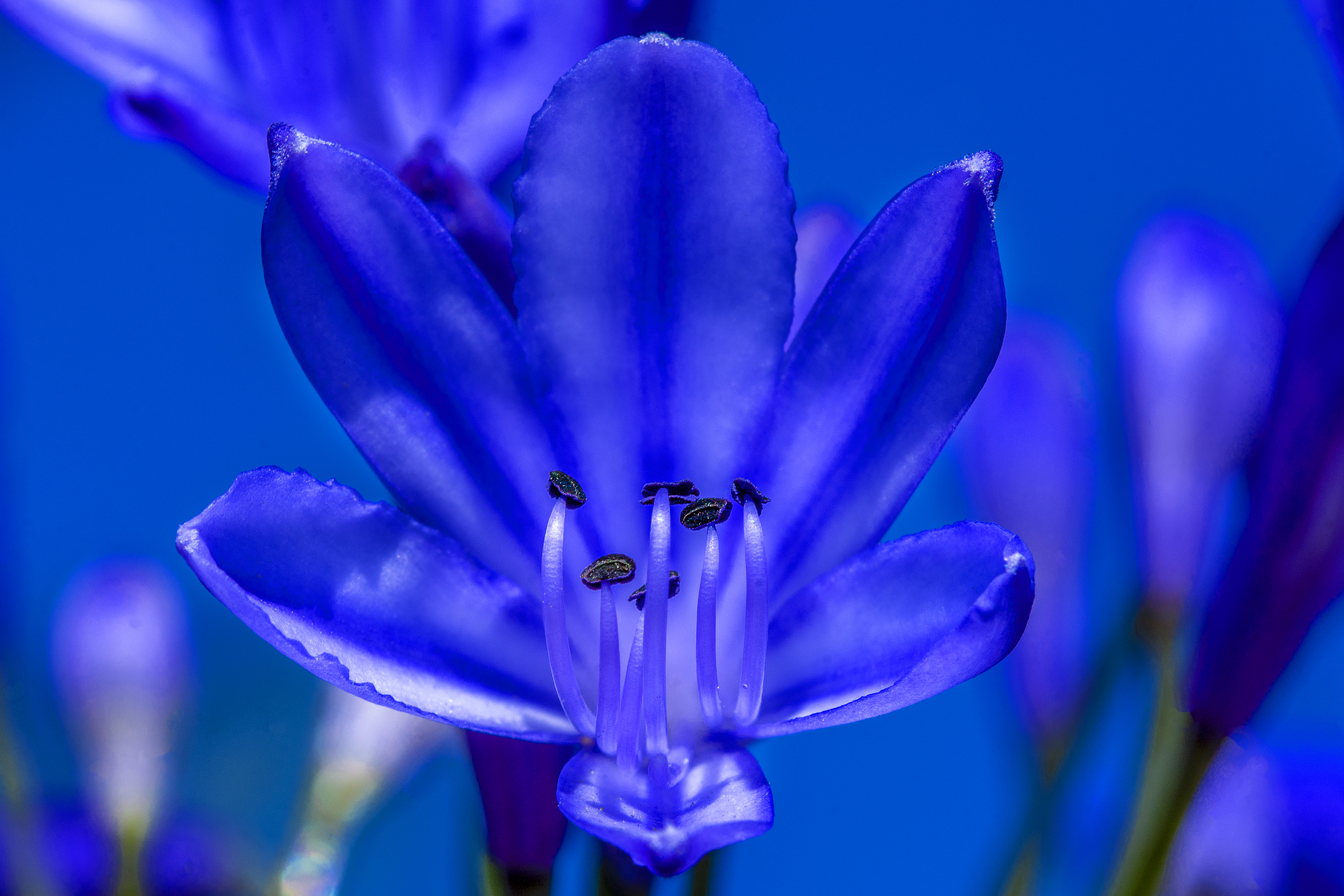 Fiore Blu  di Adri-Mugna