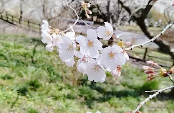 東卍の姫はめちゃくちゃつよい！