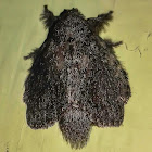 Euglyphis Lappet Moth