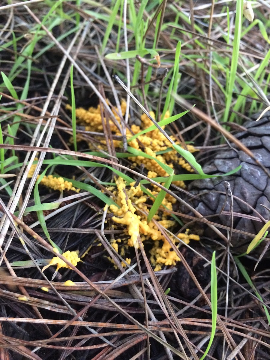 Dog Vomit Slime Mold