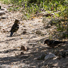 Chaffinch; Pinzón Común