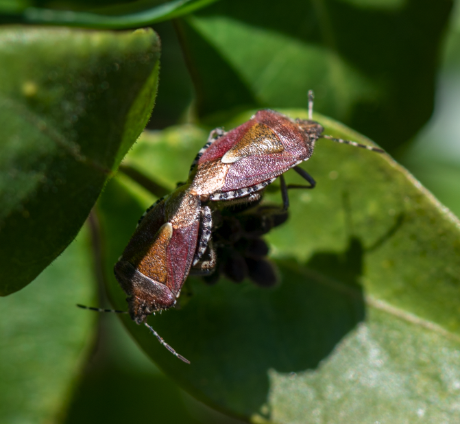 Dolycoris