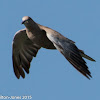 Collared Dove; Tórtola Turca