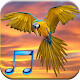 Bird Sounds Free Download on Windows