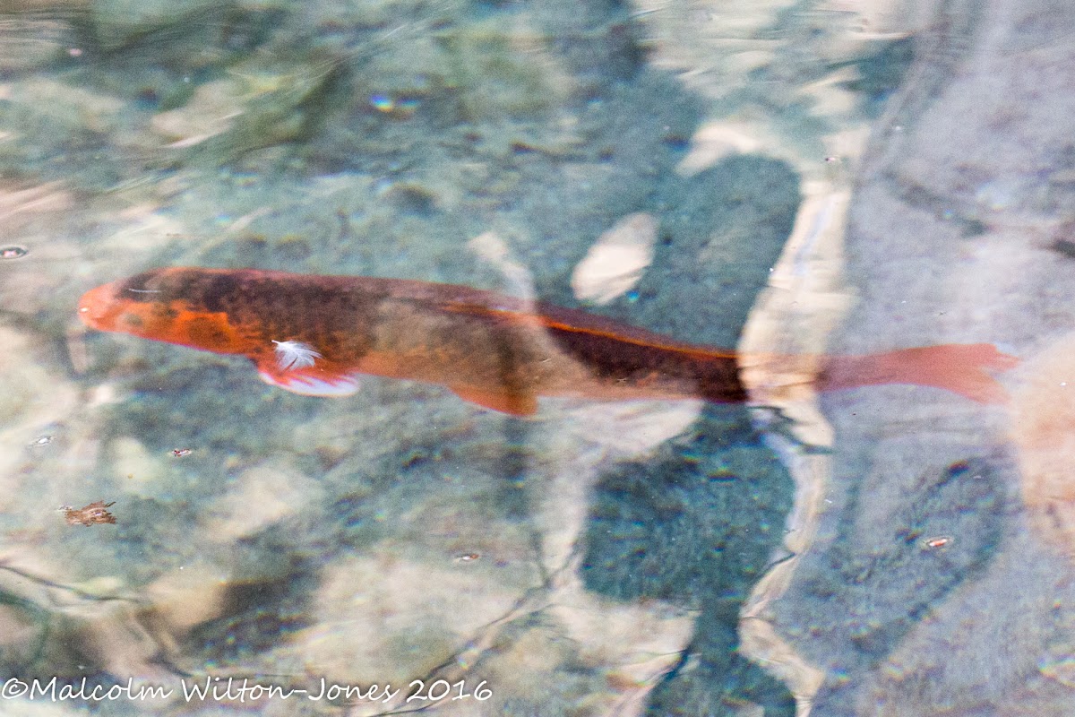 Koi Carp?