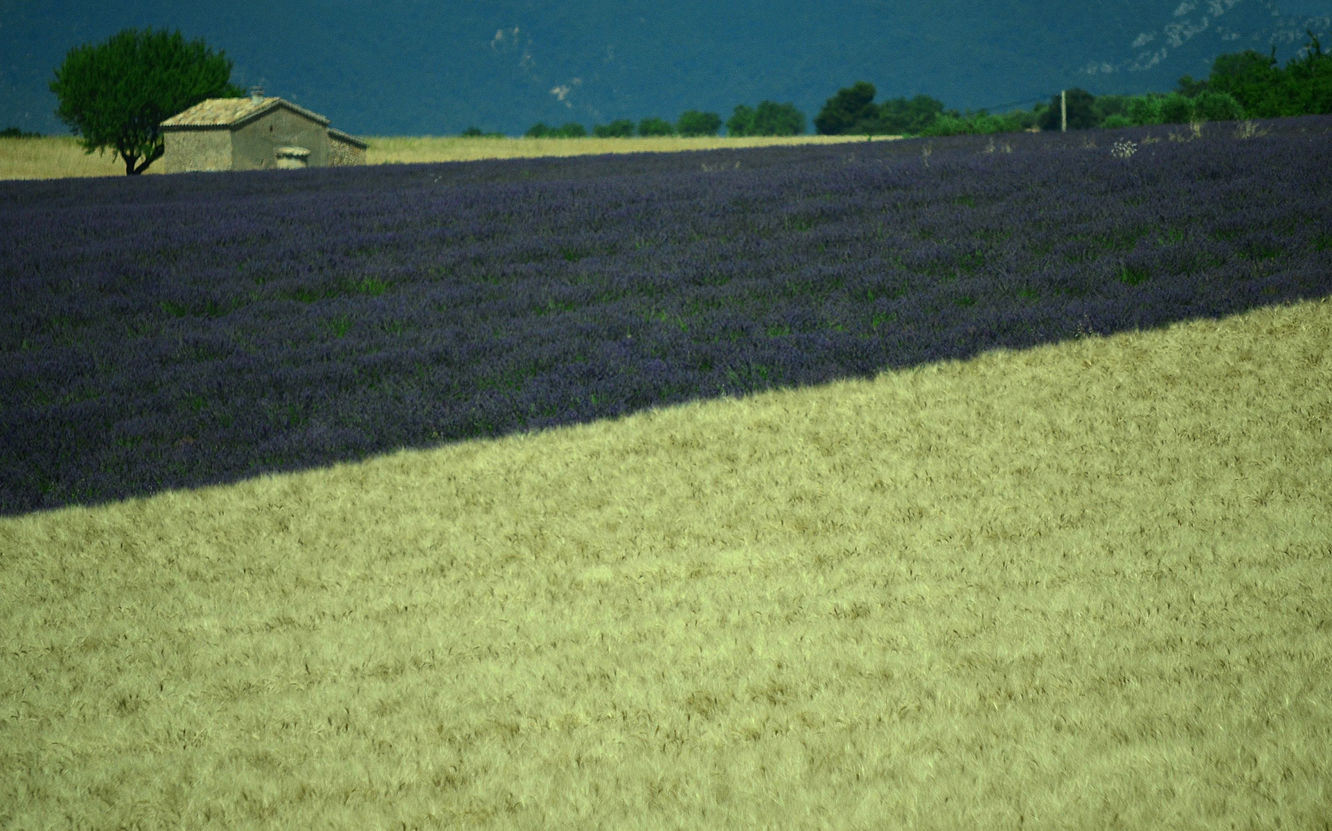 Provenza di Elisabetta Castellano