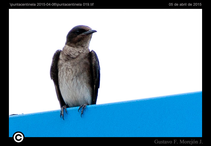 Grey-breasted Martin