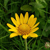 False Sunflower