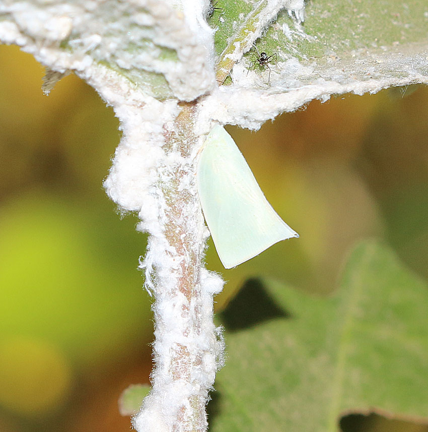 Flatid Planthopper