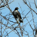 Red-tailed hawk