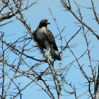 Red-tailed hawk