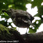 Song Thrush