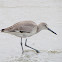 Willet