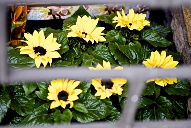 fiori in gabbia di Ltz/rivadestra