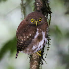 Sunda Owlet