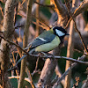 Great Tit; Carbonero Común