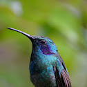 Lesser Violetear Humingbird