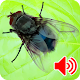 Download Sounds Of A Fly Buzzing Flies Prank For PC Windows and Mac