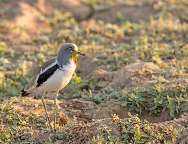 White-crowned Lapwing