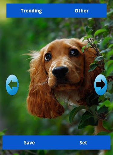 Dog Wallpapers