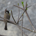 Himalayan Bulbul