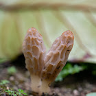 Yellow Morel