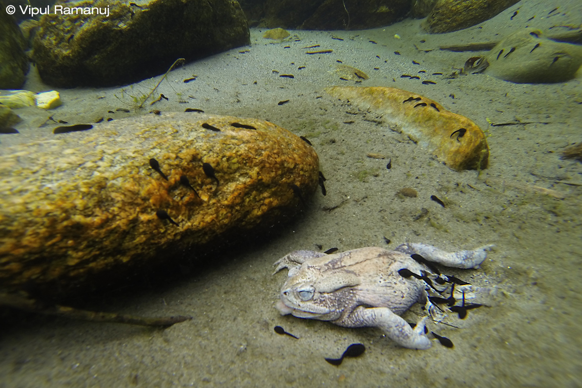 Common Indian Toad